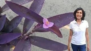 Propagating Purple Heart (with updates)