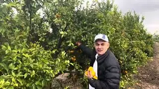 DAVID DIAMOND - COSECHA DE C&Iacute;TRICOS EN ISRAEL