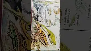 reptiles and amphibians