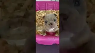 smaller to big animal