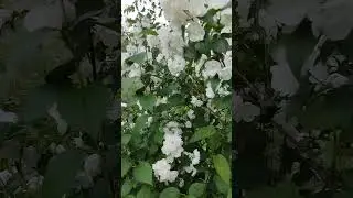 чубушник