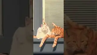 Hilarious Encounters: Cat Caught in a Comical Pose by the Opposite Window! 😹 #catvideos #funniest