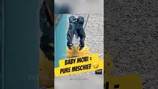 Mobi the Baby Gorilla Can&rsquo;t Stop Playing!😆