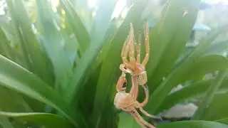Huntsman Spider Shedding It's Skin