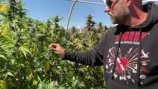 Cannabis Genetics