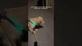 On a crois&eacute; un tigre dans la rue heureusement j&rsquo;ai un chien feroce 😂 #goldenretriever