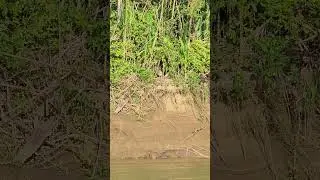 Male Jaguar (Panthera onca) Sighting - Manu National Park, Peru 2023