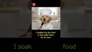 [Talking dog]The Gordon Ramsay of Puppies  #funny #talkinganimal #AIdog #aifunny #aivideo #aishorts