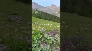 Швейцария 🇨🇭 Switzerland #short #nature #beautiful #landscape #mountains #flowers #горы #цветы