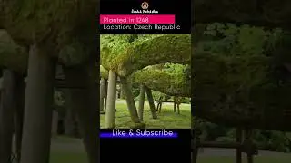 800 Year Old Tree - Czech Republic