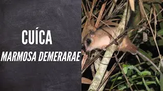 🦦Cu&iacute;ca | Marmosa demerarae (Thomas, 1905) | Registros da Hist&oacute;ria Natural 🦦