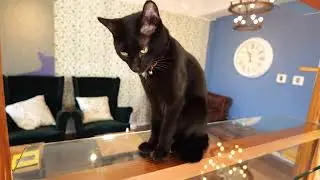 ロイの黒い毛並みがツヤツヤすぎる