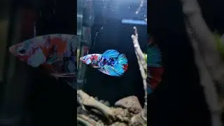 betta fish koi galaxy