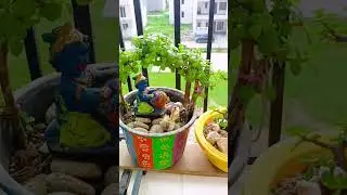 Balcony garden ideas | Jade plants | Cactus #trending #gardening #balconyplants
