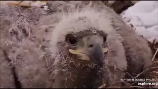 Check out Decorah eaglet changes