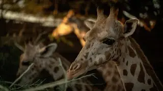 Operation Sahel - Giraffe Conservation in Niger