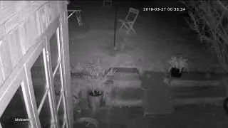 Bat finding insects attracted to camera IR light.