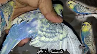 Budgie Spangle Single Factor Beautiful Color