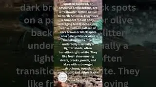 What is a Spotted Bullhead?