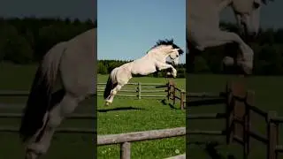 He said &ldquo; I&rsquo;ll just jump the fence&rdquo; #ai #horse #fake