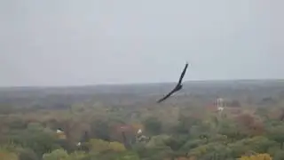 Turkey Vultures Flying 1 SD