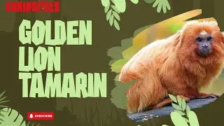 Amazing Curiosities - Golden Lion Tamarin