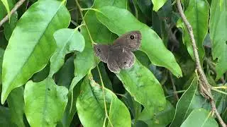 タイワンウラナミジャノメ Ypthima multistriata ナーローワン 2019/06/27 Naluwan, Butterfly of Taiwan