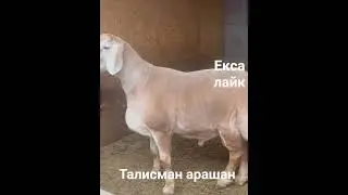 #uzbekistan #arashan #киргизистон #arashanuz #kirgistan #fup #keşfet #cenneting&ouml;zyaşları#animals