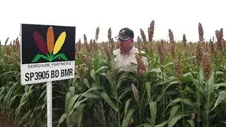 Sorghum Partners &reg; Product Profile- SP3905 BD BMR