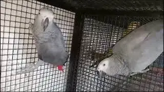🩶 Grey confirm, breeding pair  available best price (close ring with old DNA ) 🩶