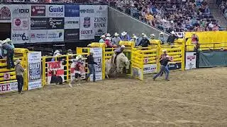 Snake River Stampede Bulls1