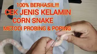 How to Know the Sex of Corn Snake (Corn Snake)