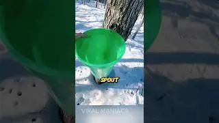 This Is How It's Made - Maple Syrup #shorts