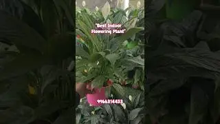 Peace Lily Plant 😍 | Best Indoor Flowering Plant