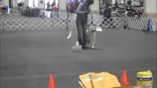 AKC Rally trial competition
