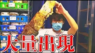 「まるで宝探し」黒いダイヤが眠る木を割った結果…ワクワクが止まらなかった！
