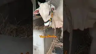 VeeraSimha || R K BULLS || Bulls Of Andhra