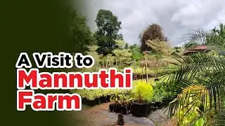 A Visit to Mannuthi Farm| Reasons2njoy