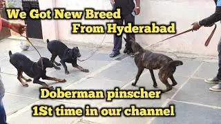 Doberman pinscher Puppies | New Trainee puppies @BalusK9Dogtraining #viral #support #dogs 🙏🙏🙏