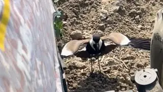 Mother bird stops tractor from crushing her eggs
