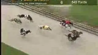 carreras de galgos