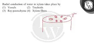 Radial conduction of water in xylem takes place by....