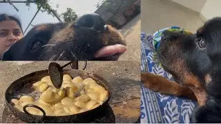 Funny Prank on My Dog 🐶