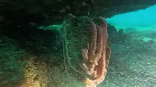 Giant Cuttlefish