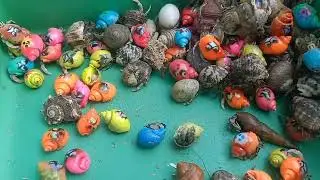 HORE! Tangkap ikan buntal dan kelomang, siput, keong,kepiting,ikan laut, ikan nemo, syarfish, gurita