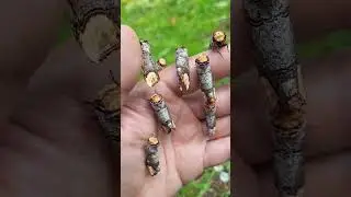Buff tip moths / Phalera bucephala