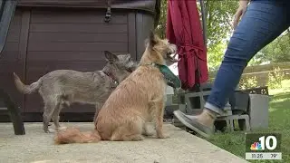 Clear the Shelters: Tucker's success story