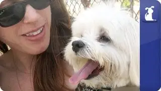 Doglopedia - Maltese