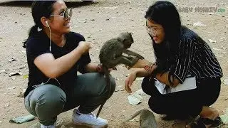 Cute girl comfort play with baby Monkey Timo-Baby Timo surprise hold hand cute girl look so sweet