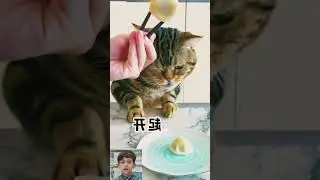 Angry Cat Sound-Scary|what does the cat like to eat?||#2023|